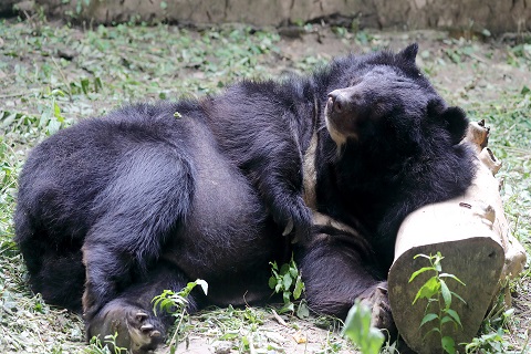 Lucknow Zoo